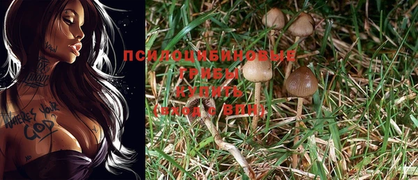 сатива Армянск
